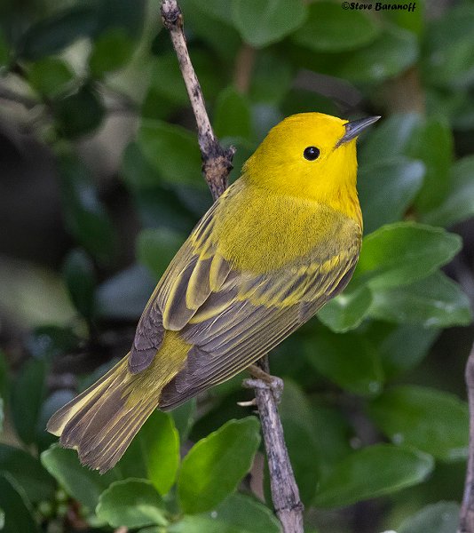 _B235087 yellow warbler.jpg